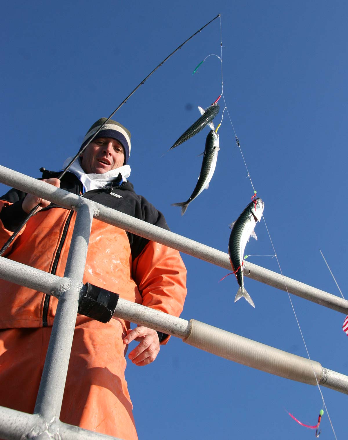 standard Christmas tree rig back into action for winter mackerel this month