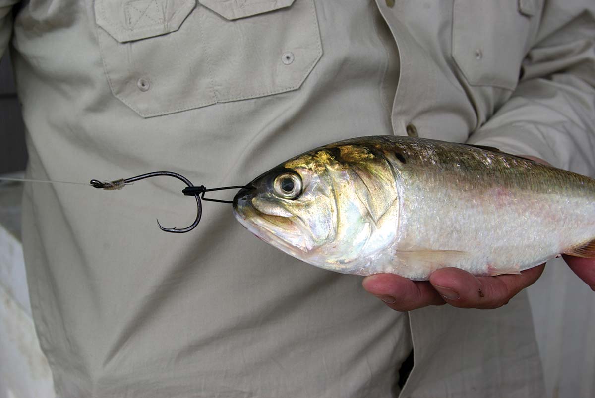 Stop Gut-Hooking Striped Bass, By Using This Type Of Circle Hook