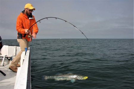 Rod action