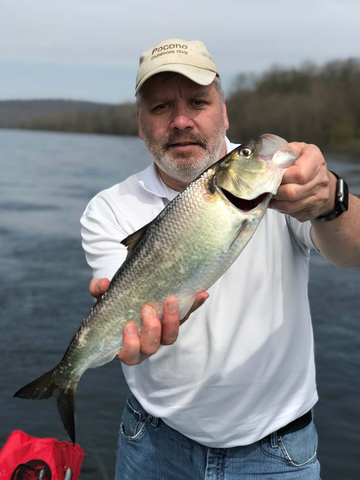 With the shad-spawn starting to ramp up in different parts of the