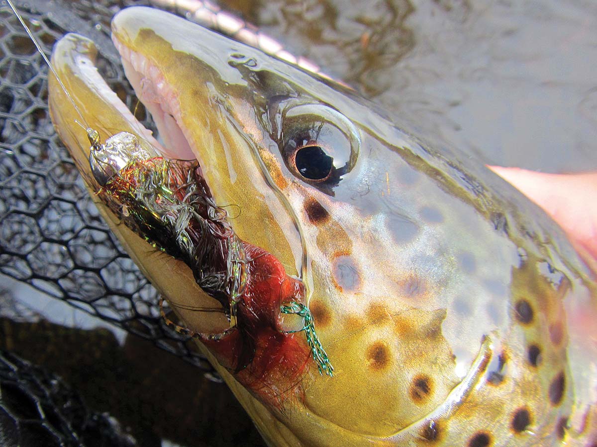 Early Season Tactics: Hunting Transition Trout - The Fisherman