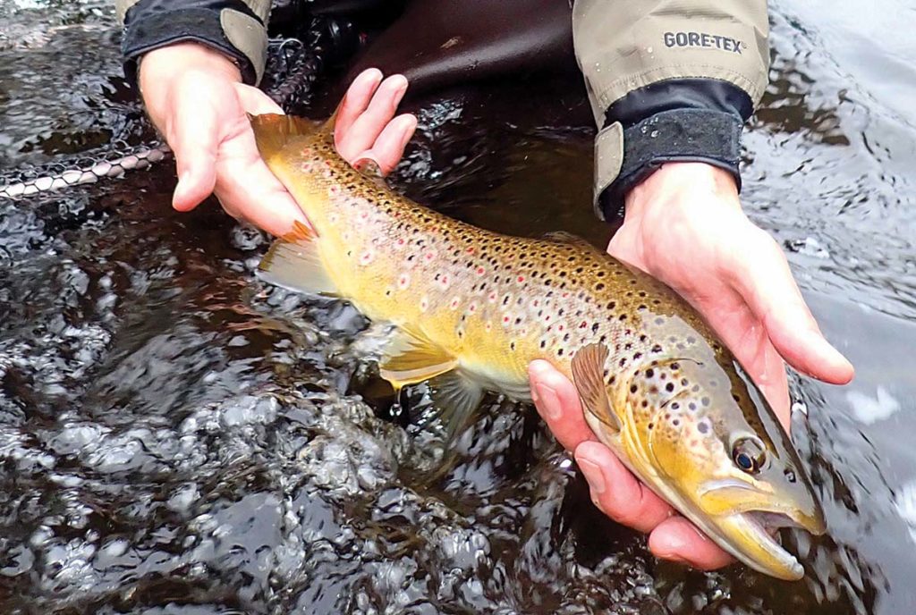 Winer trout