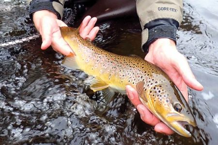 Winer trout