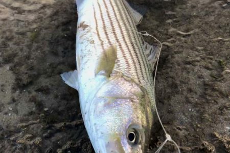blood-stripers