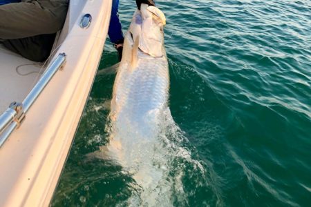 tarpon
