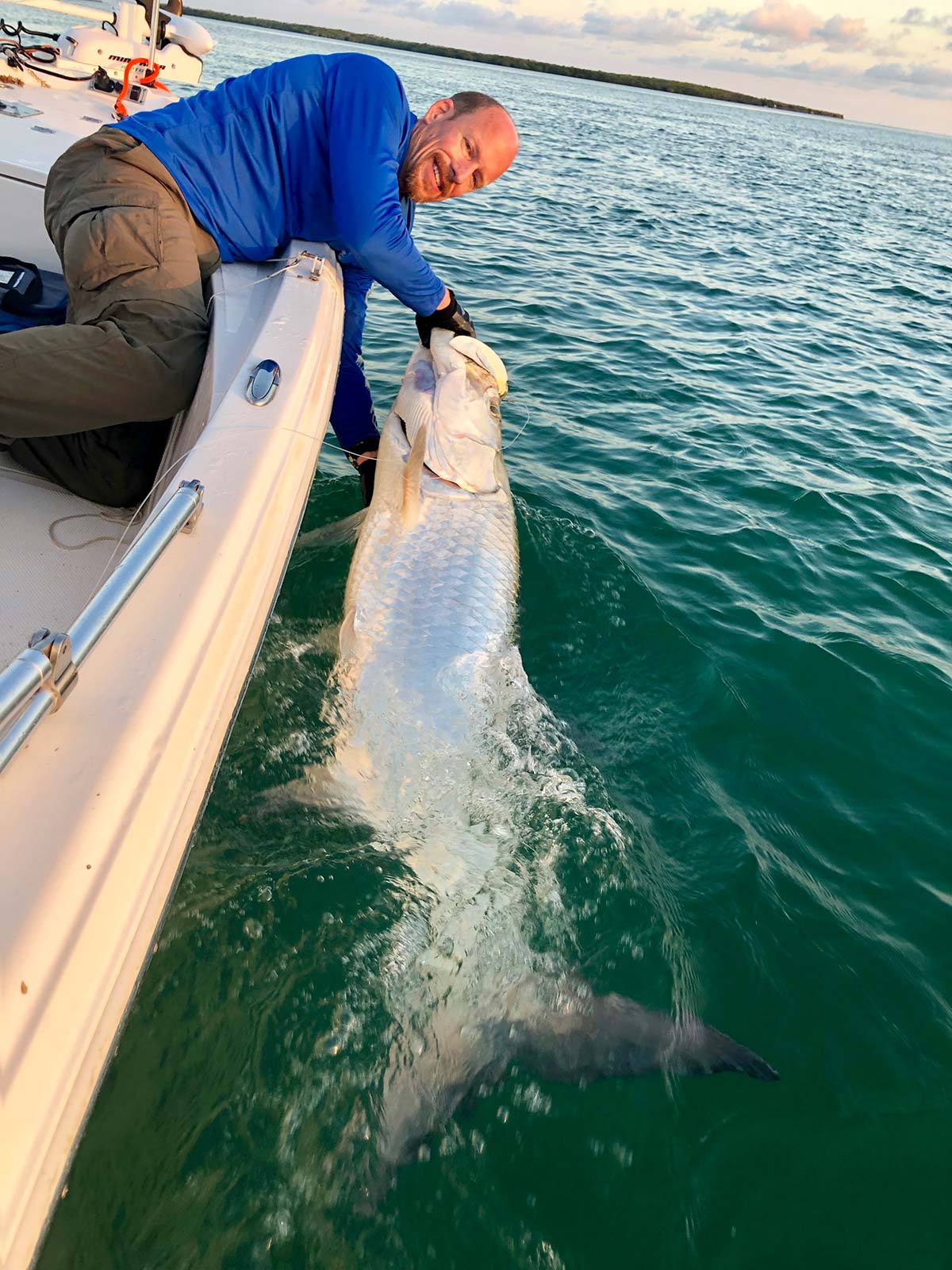 tarpon