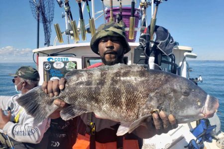 Tautog