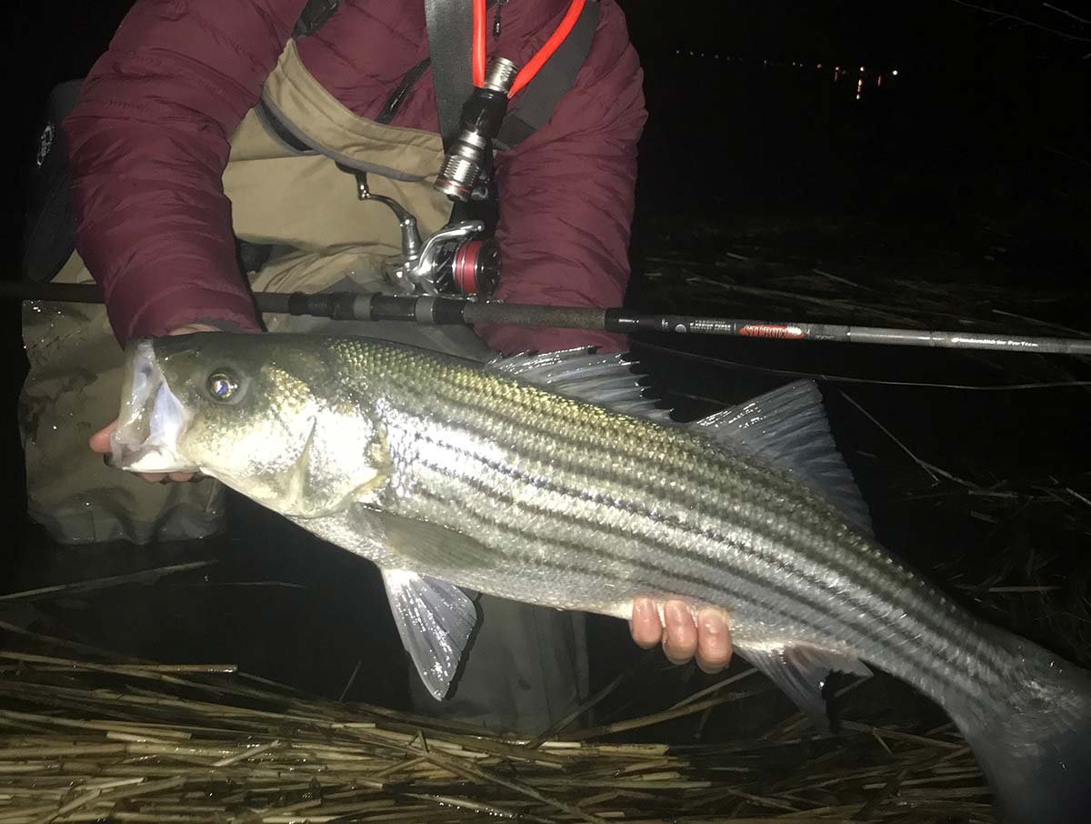 Going Soft: For Striped Bass - The Fisherman