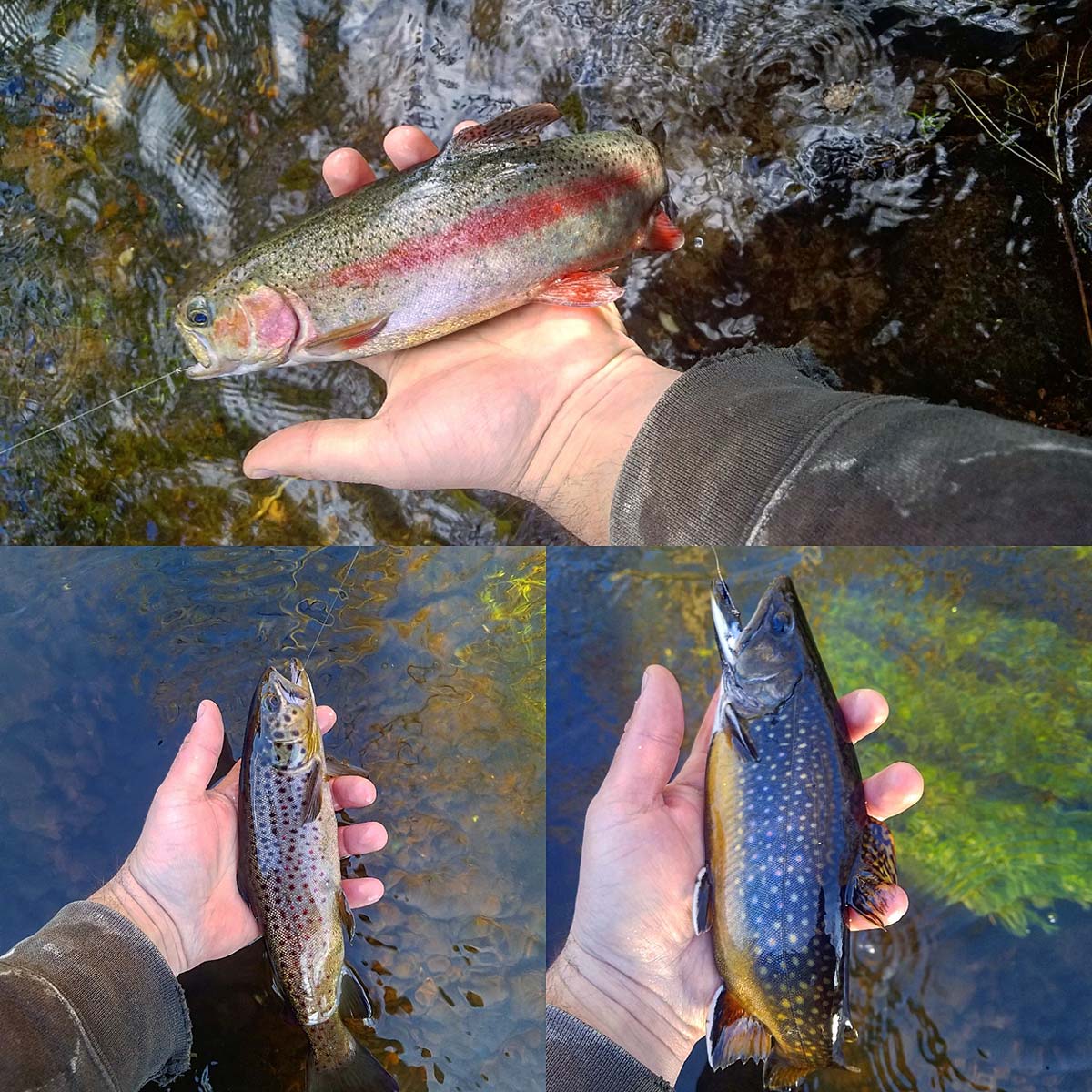 trout