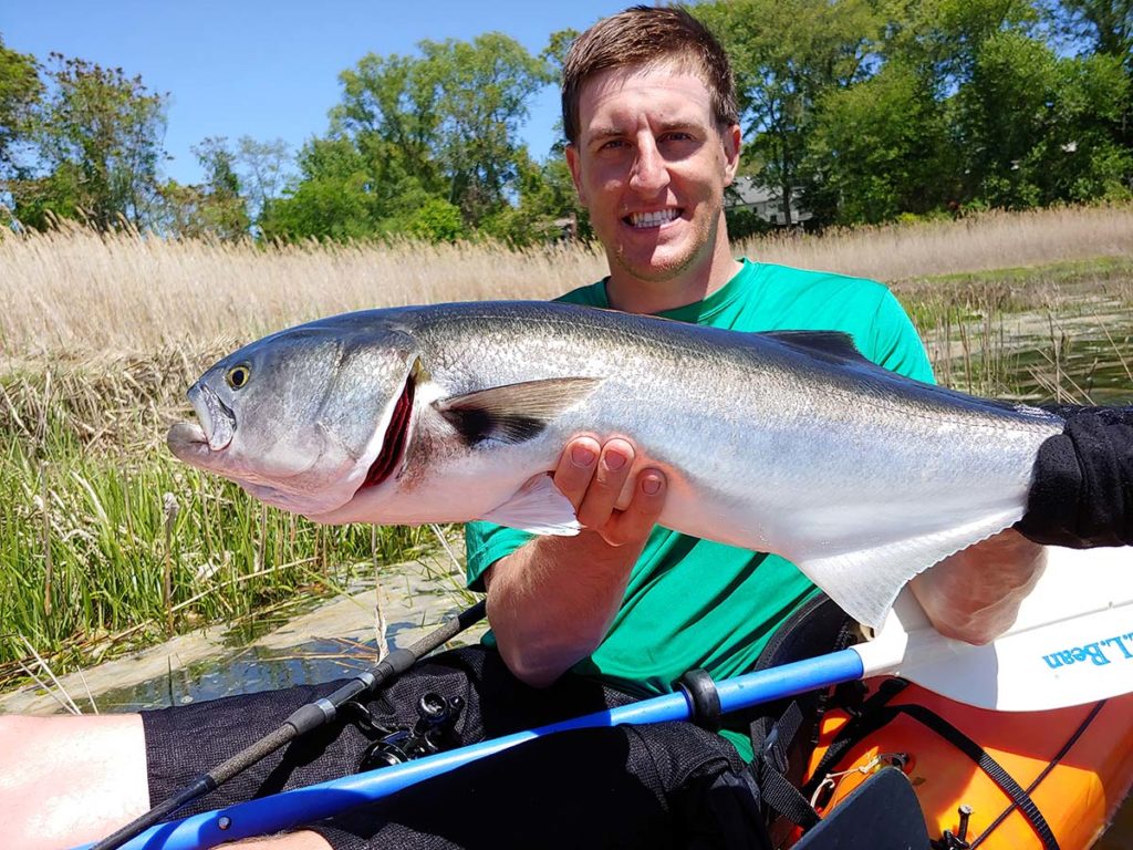 bluefish