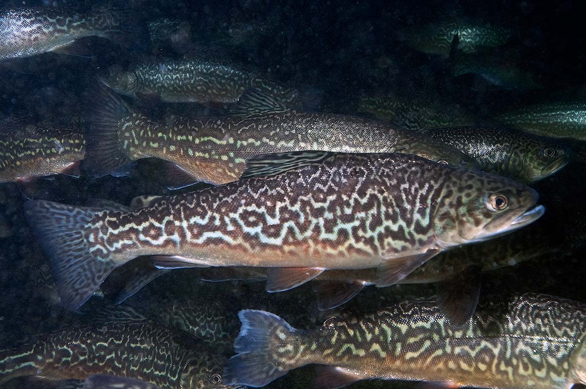 tiger trout