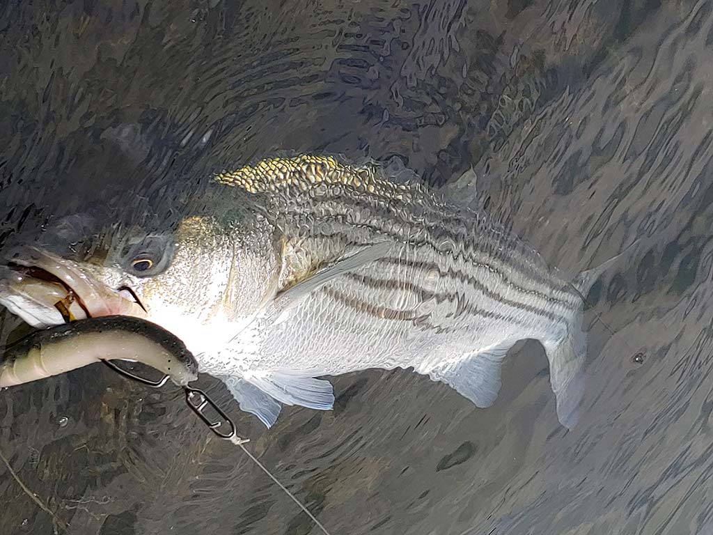 trout