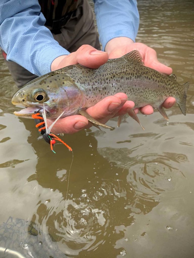 trout