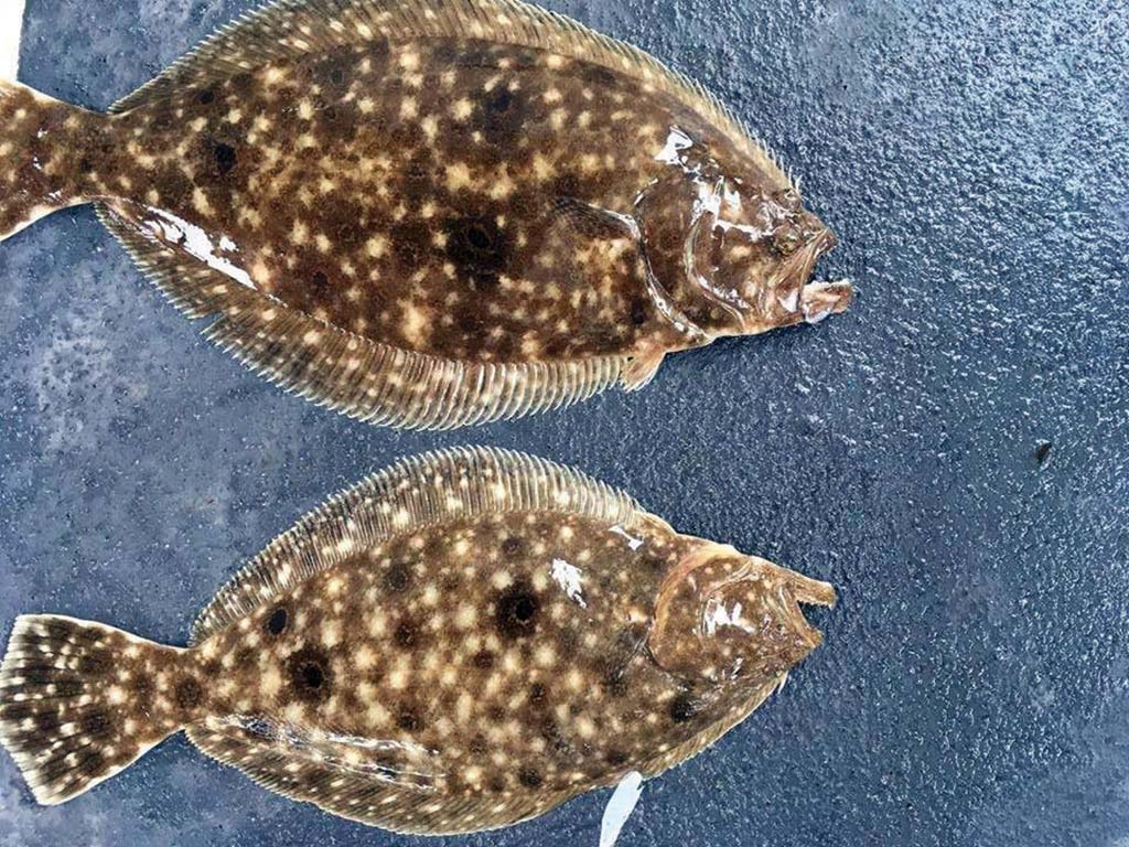 Freakish Flatfish:The Odder Side Of Fluke & Flounder - The Fisherman