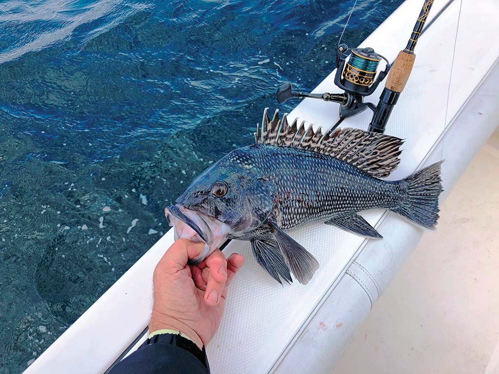 Sea Bass Lite: A Better Approach - The Fisherman