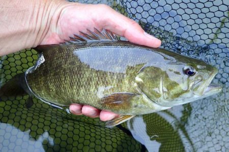 smallmouths