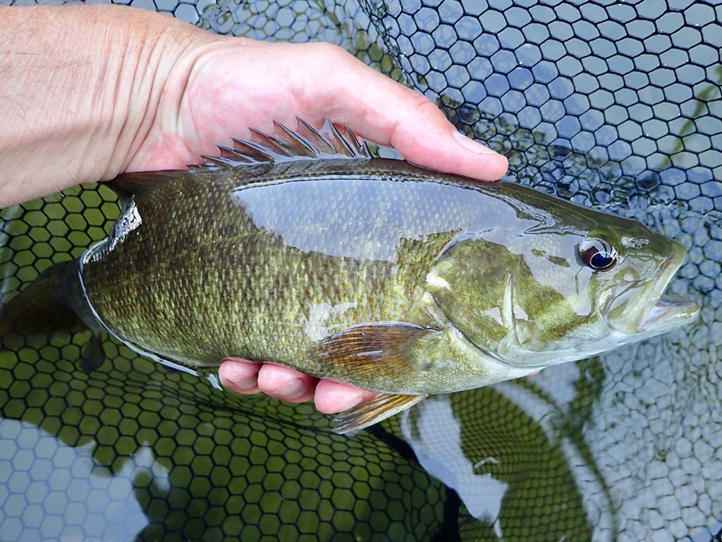 Low And Slow: Summer River Smallmouth - The Fisherman