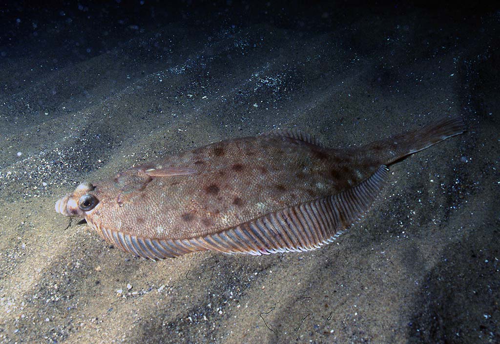 winter-flounder