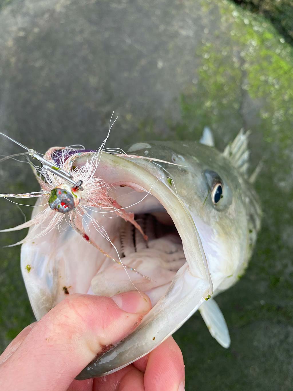 The Lightweight Bucktail: Top Tips For Back Bay Stripers - The Fisherman