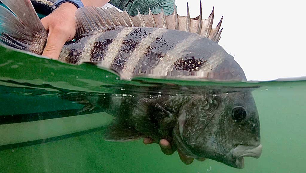 How To Catch Sheepshead Fish - A Complete Guide - Tyler's Fishing