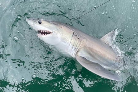 shark