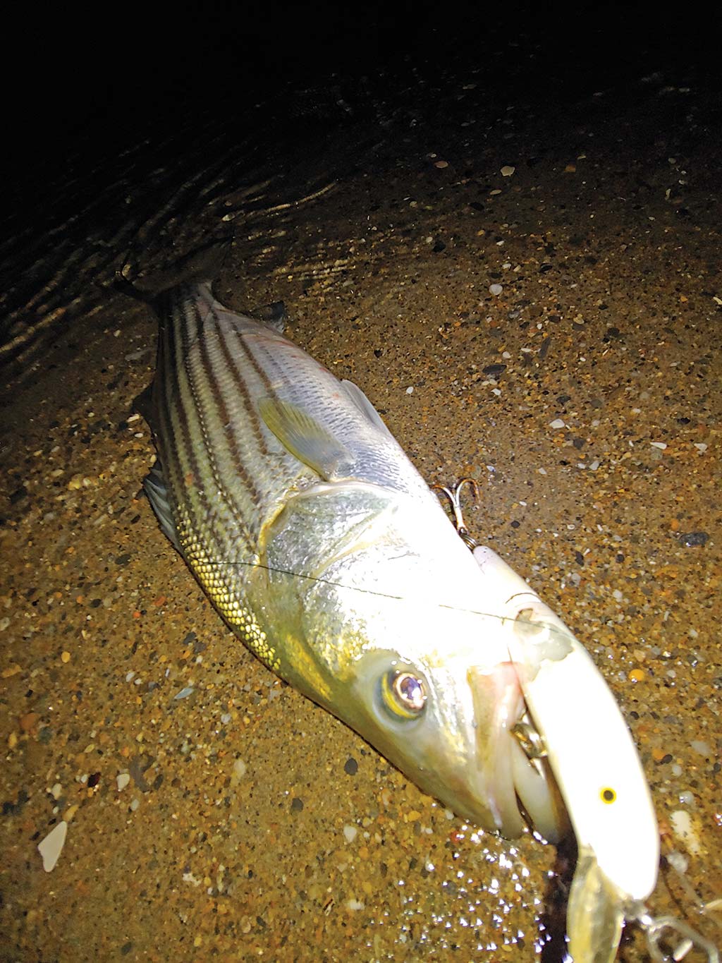 bass