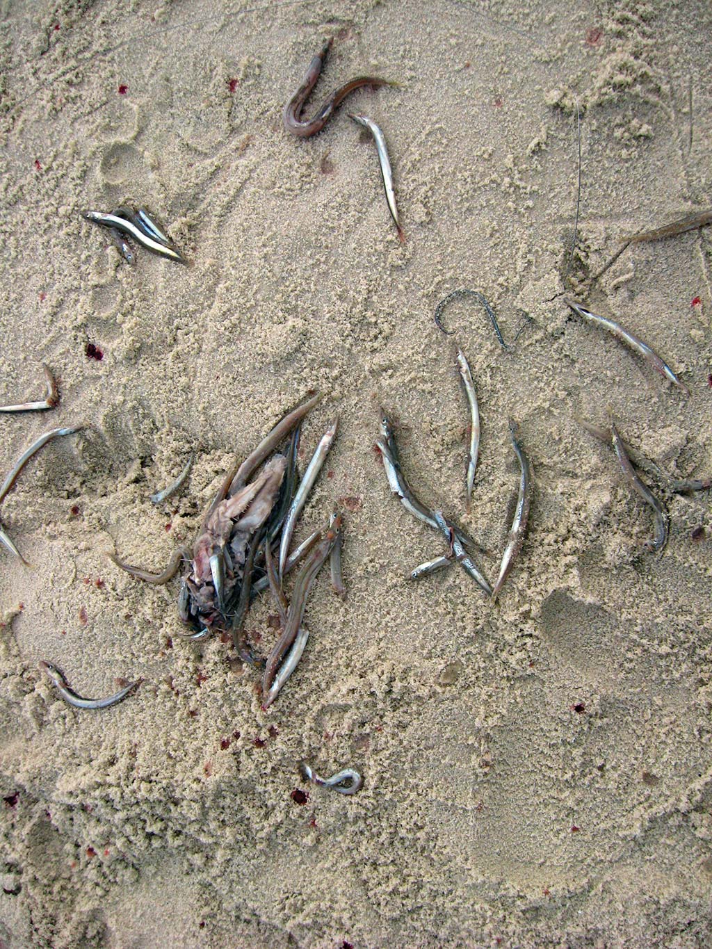 sand-eels