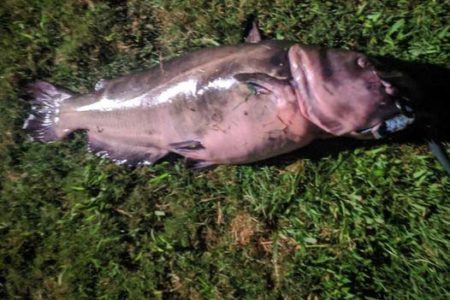 catfish