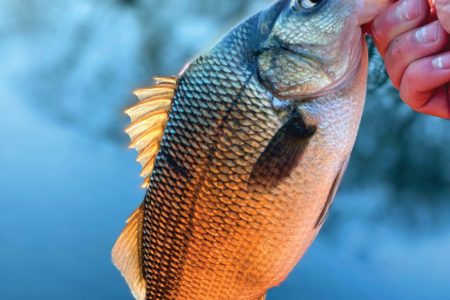 white-perch