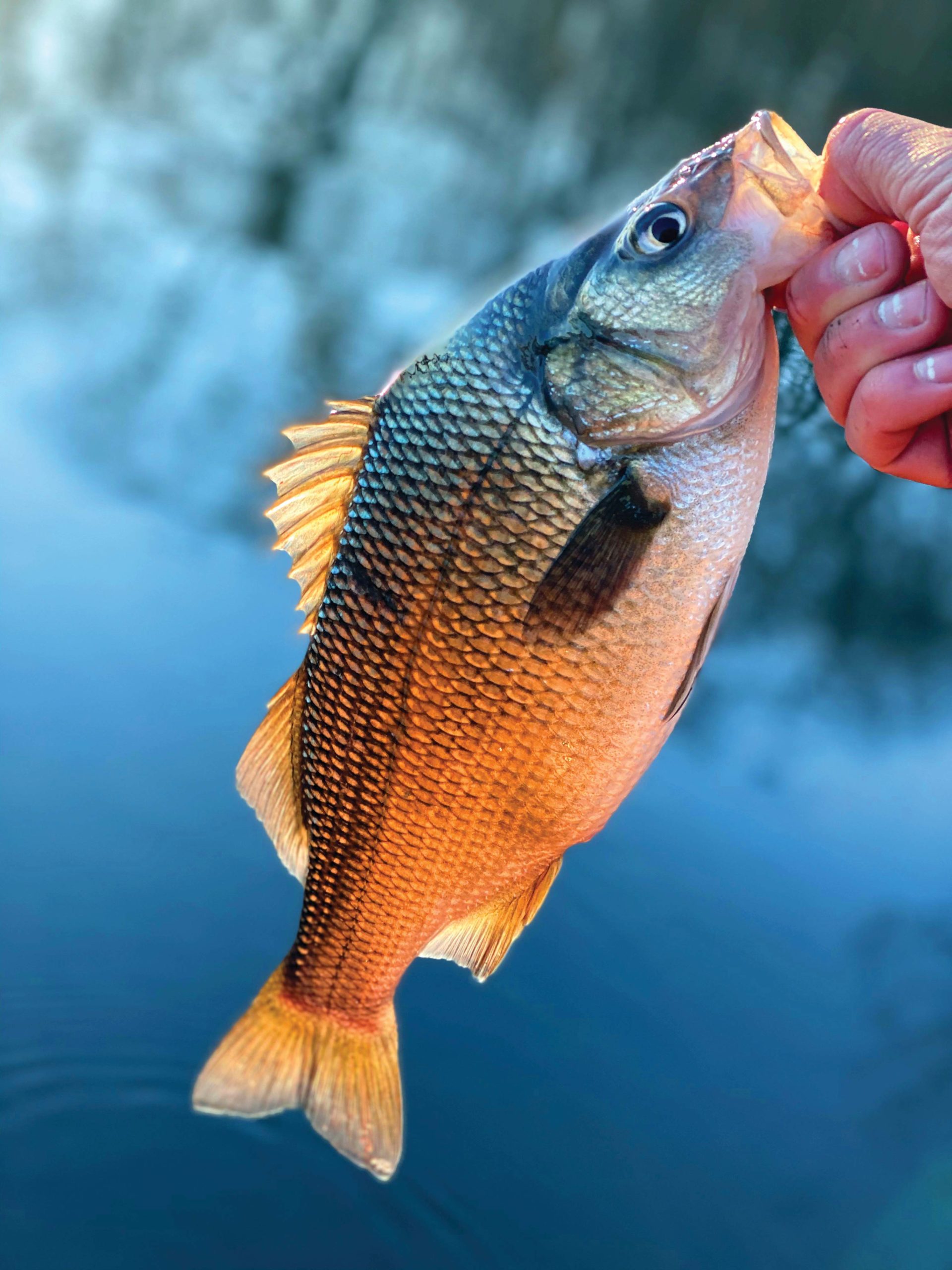 White Perch: Wintertime Wonder Fish - The Fisherman