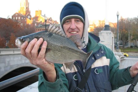 white-perch