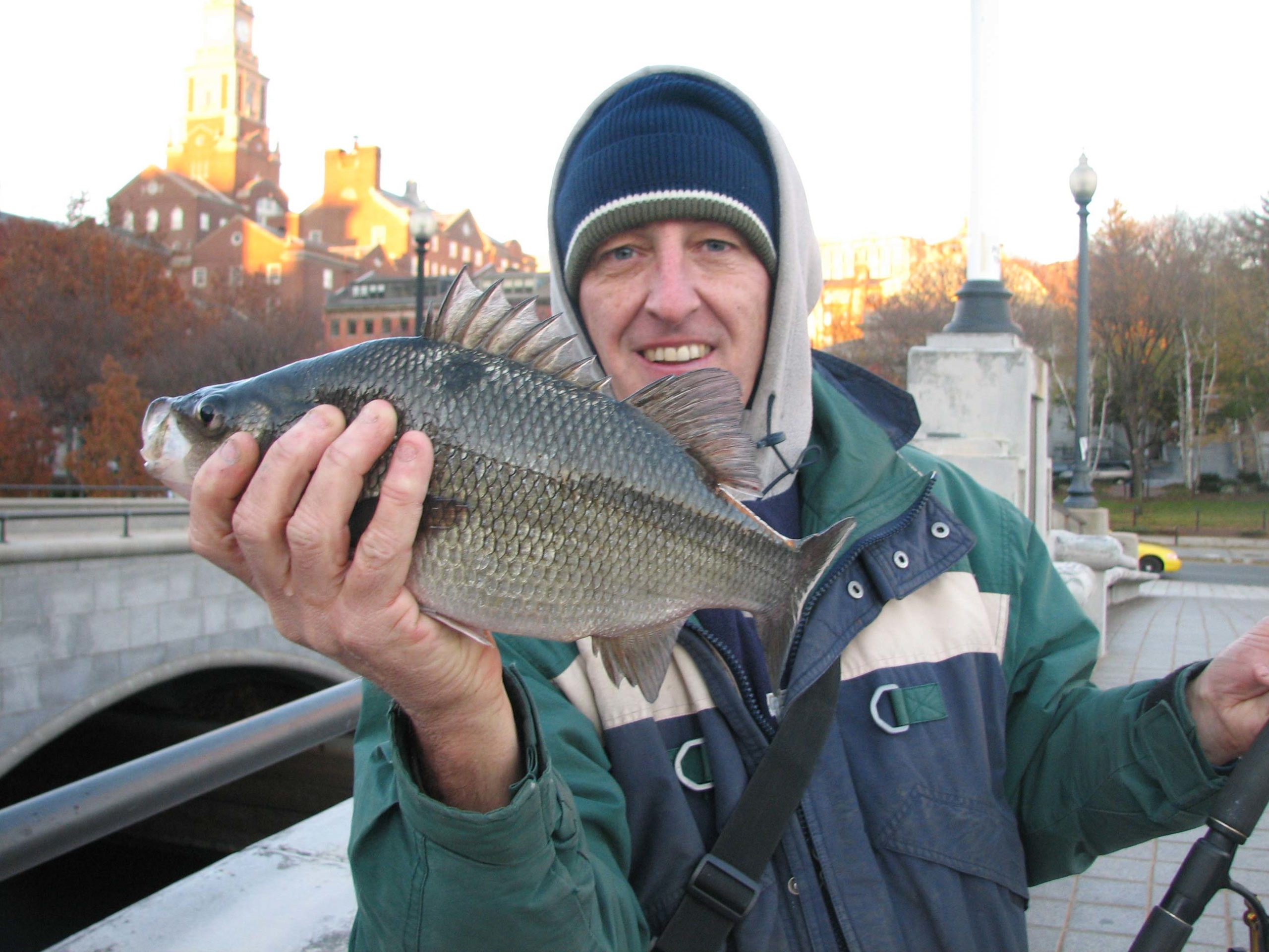 white-perch