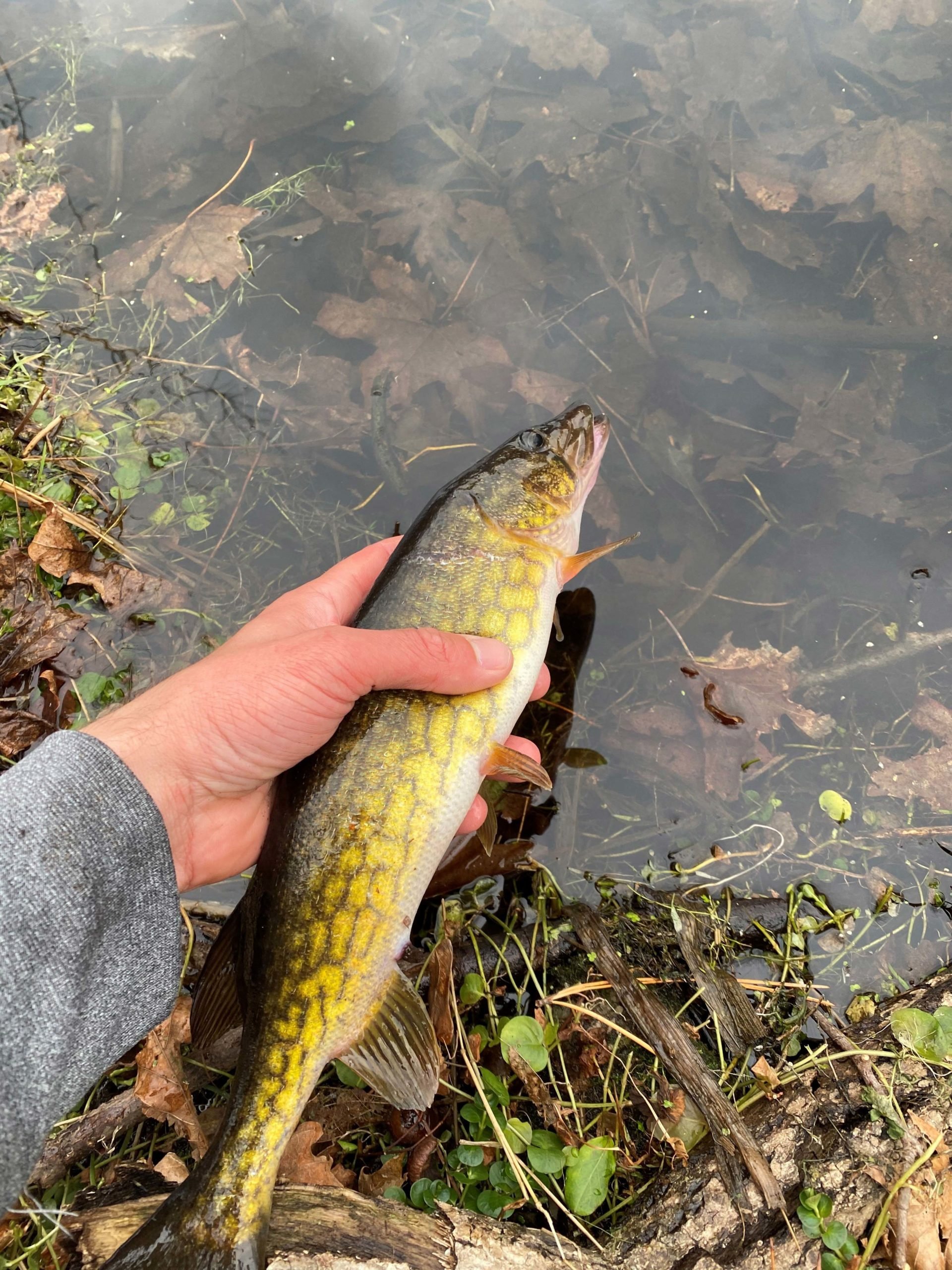 chain-pickerel