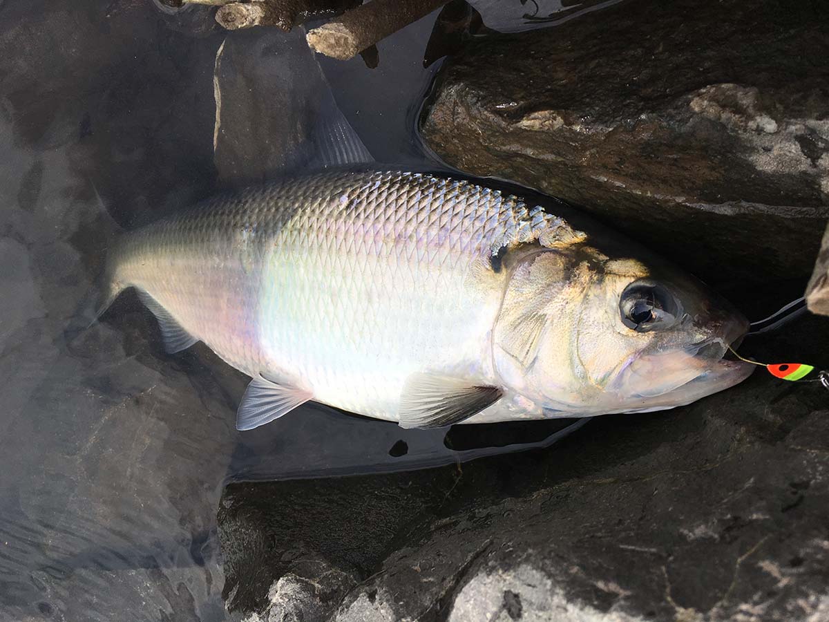 Fish Scales and the American Shad