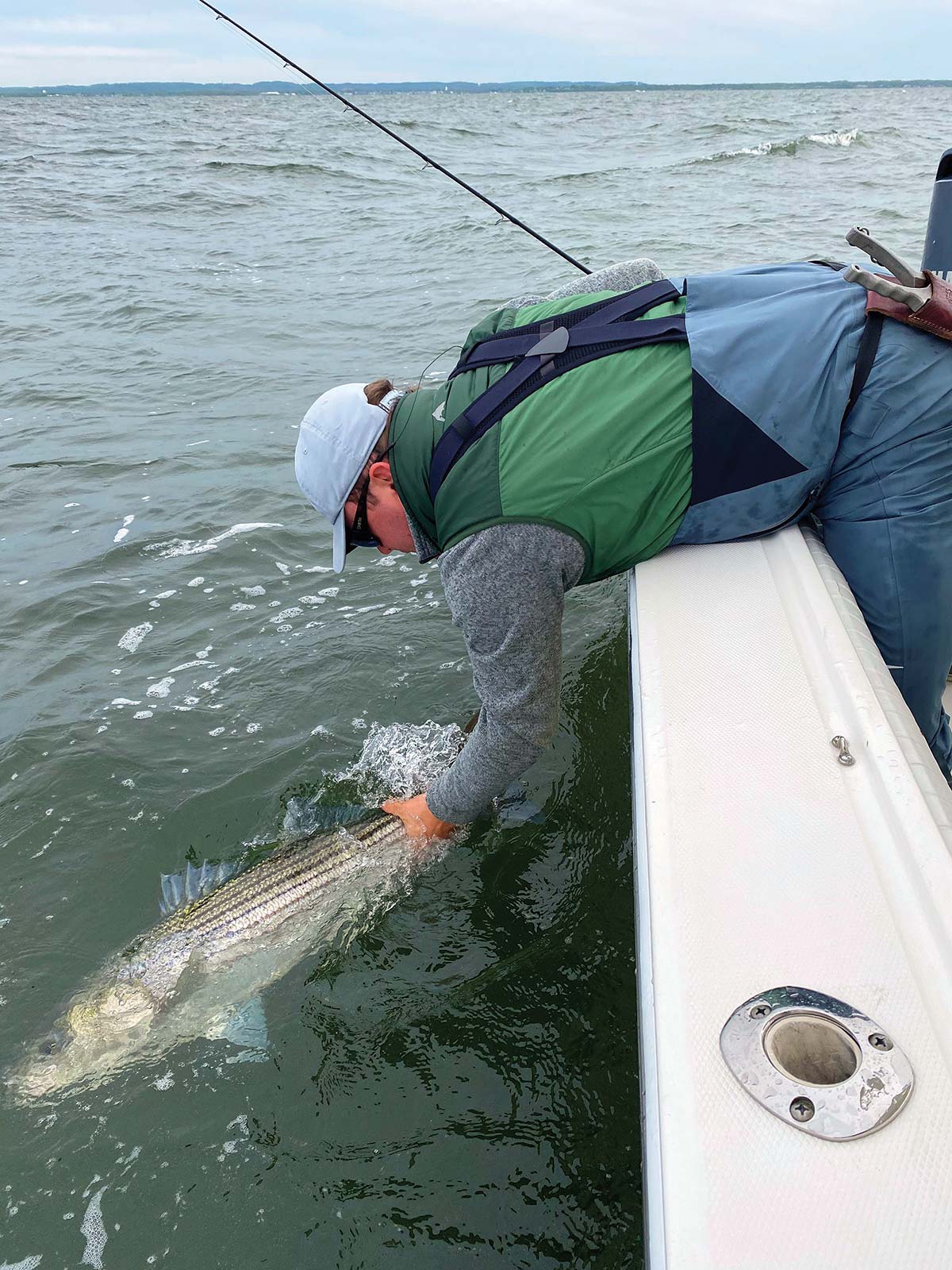 Why 9? Striped Bass Catch & Release Mortality The Fisherman