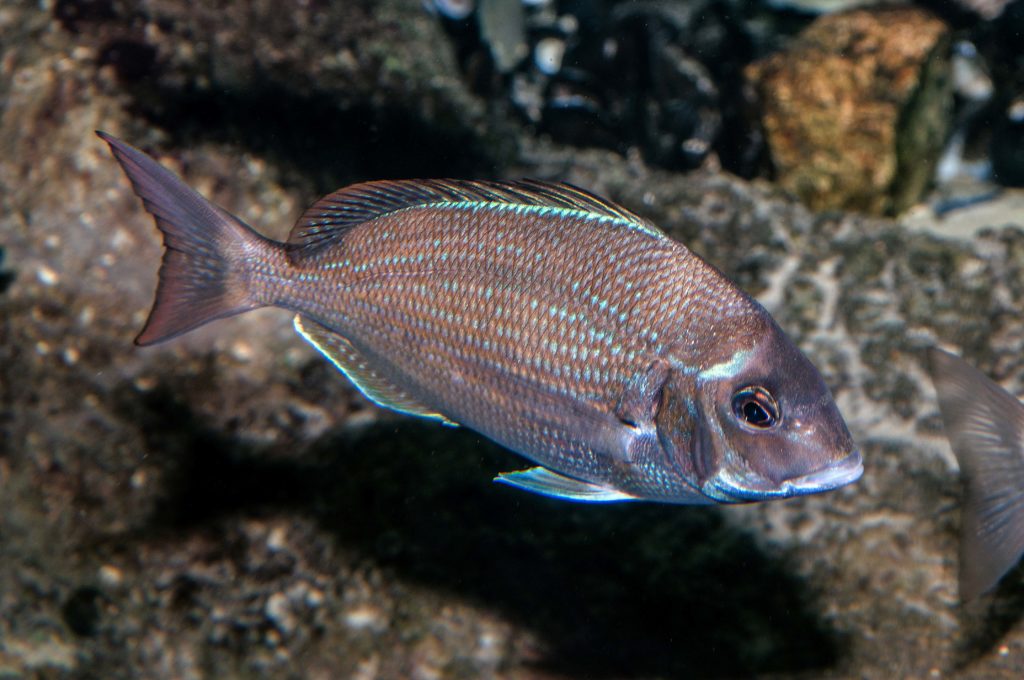 Scup