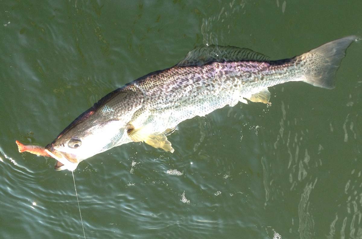 weakfish