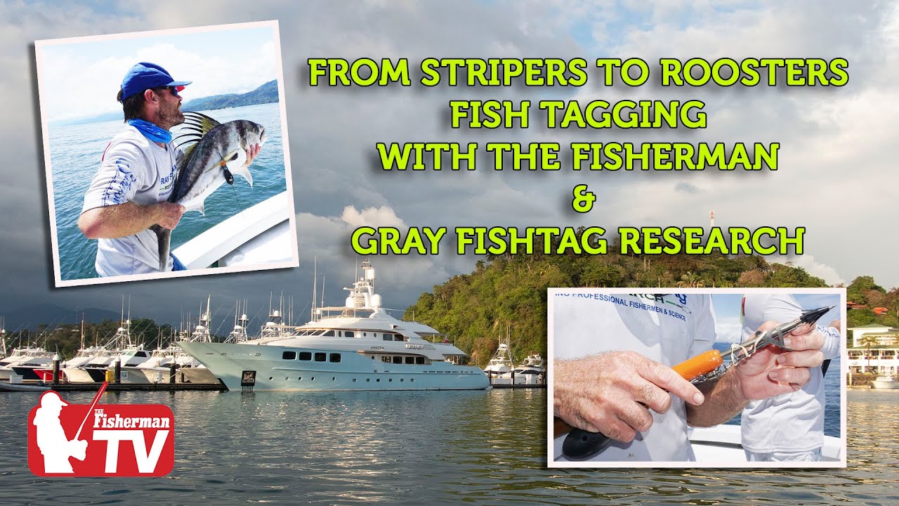 From Stripers to Roosters - Fish Tagging With The Fisherman & Gray ...