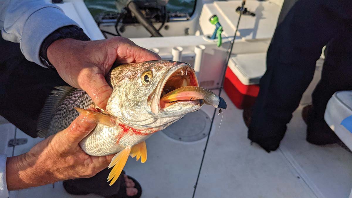 Weakfish