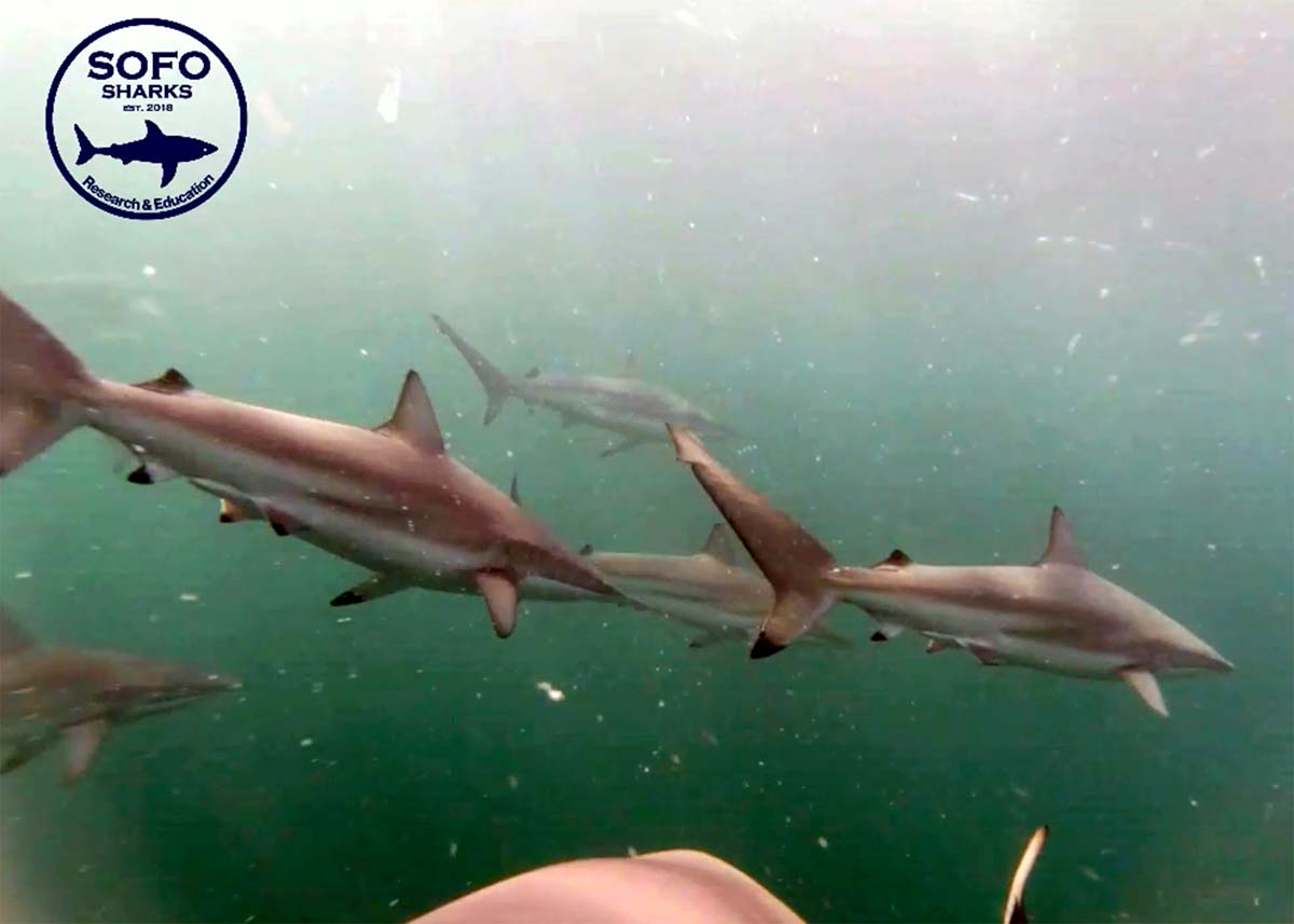 spinner-shark-CATs-cam-screen-capture