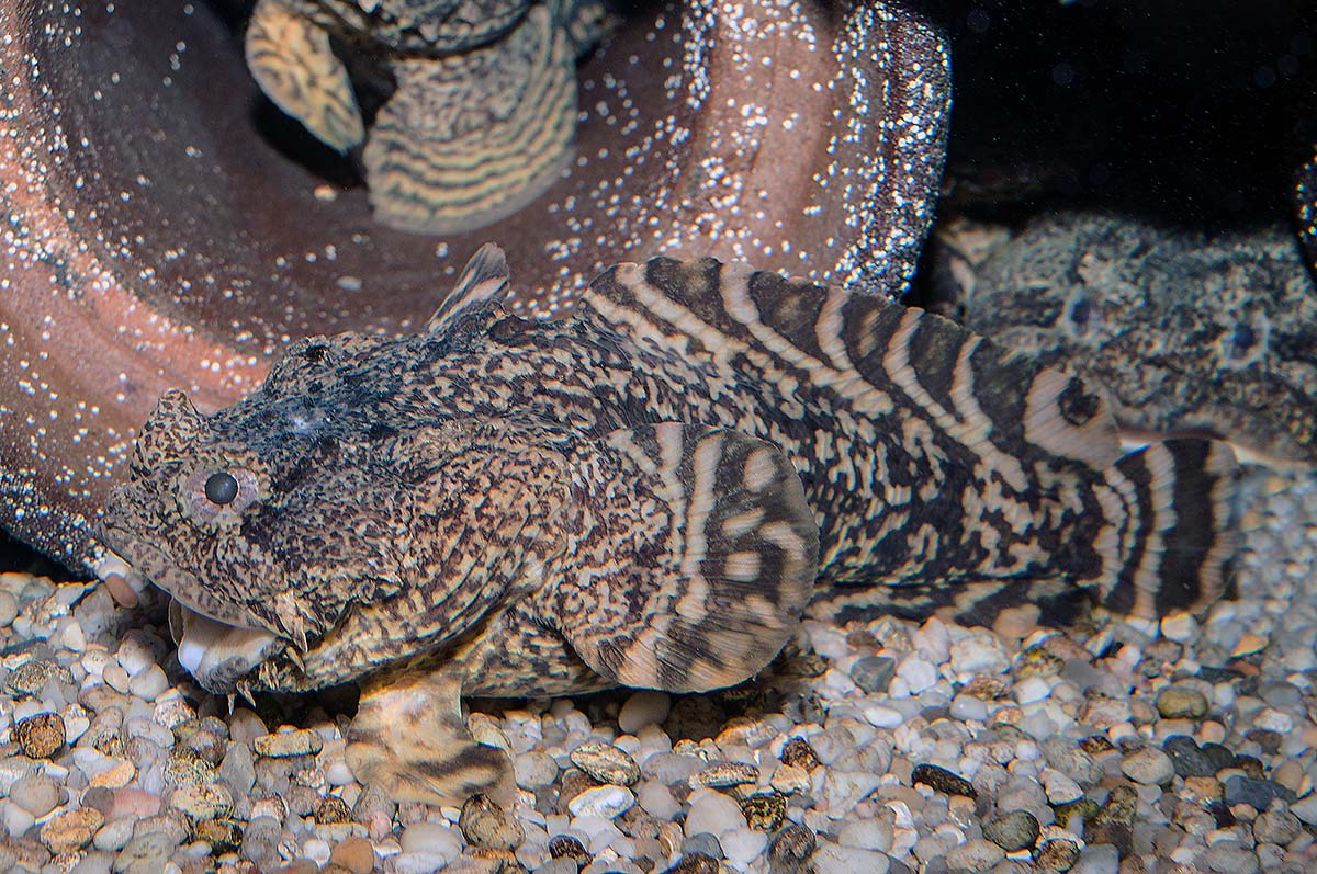 Inshore: Oyster Toadfish Life History Profile - The Fisherman