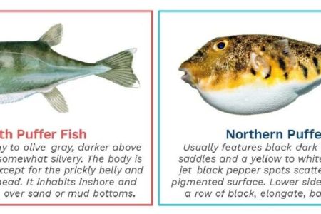 puffer