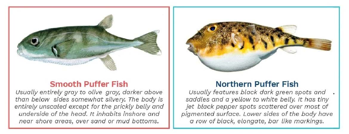 Know Your Puffers! DEM & RISAA Issue Warnings About Smooth Pufferfish - The  Fisherman