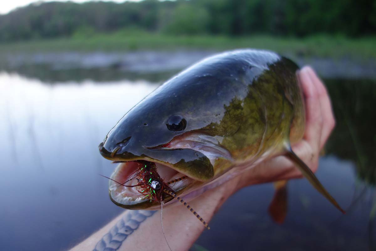 prehistoric-fish