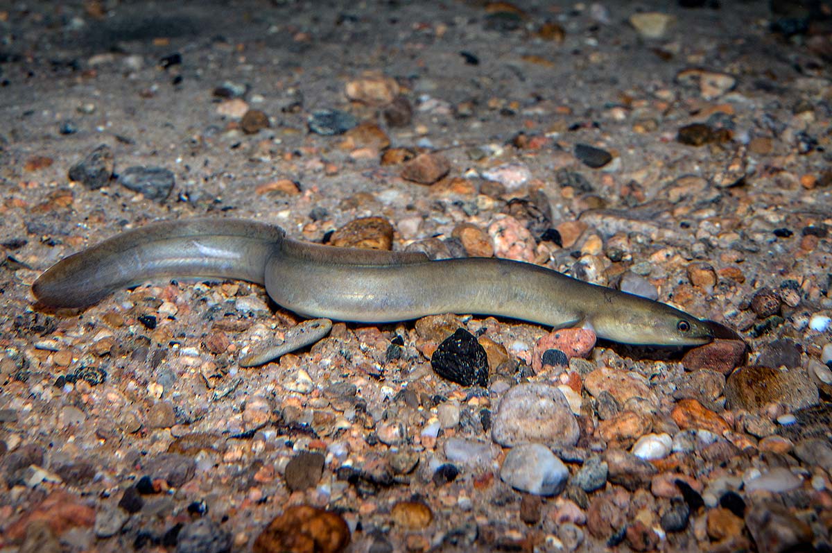 American eel 