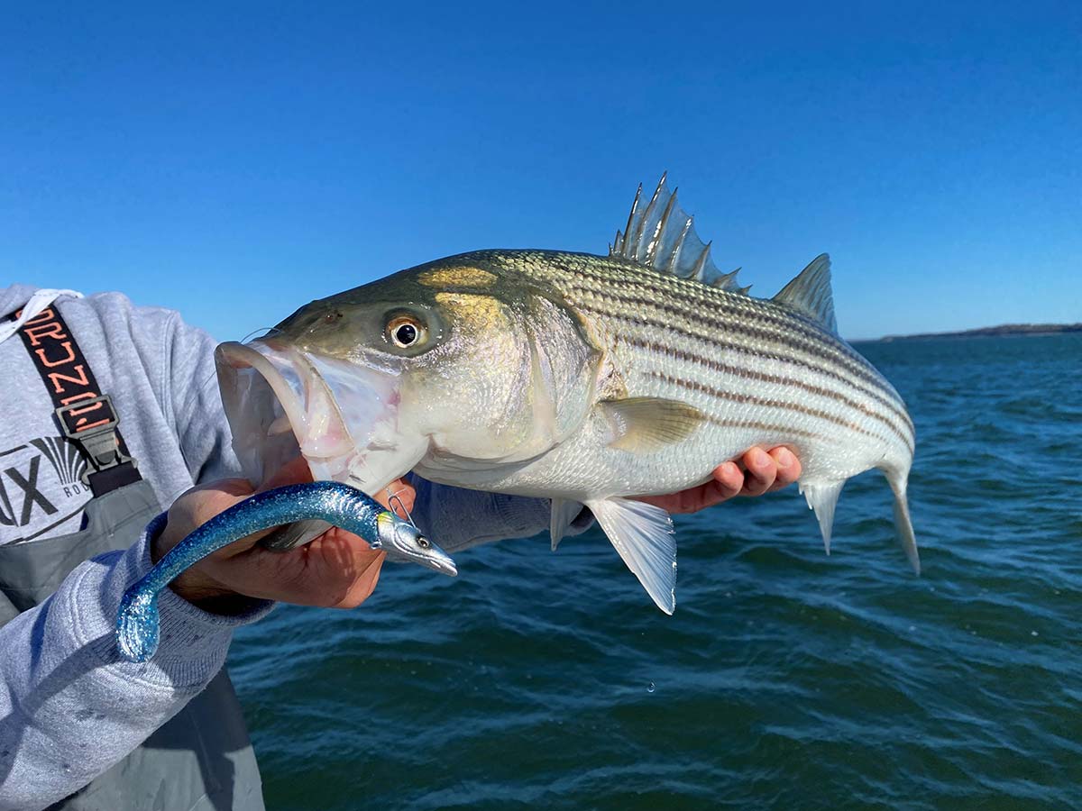  Eel Lures For Striped Bass