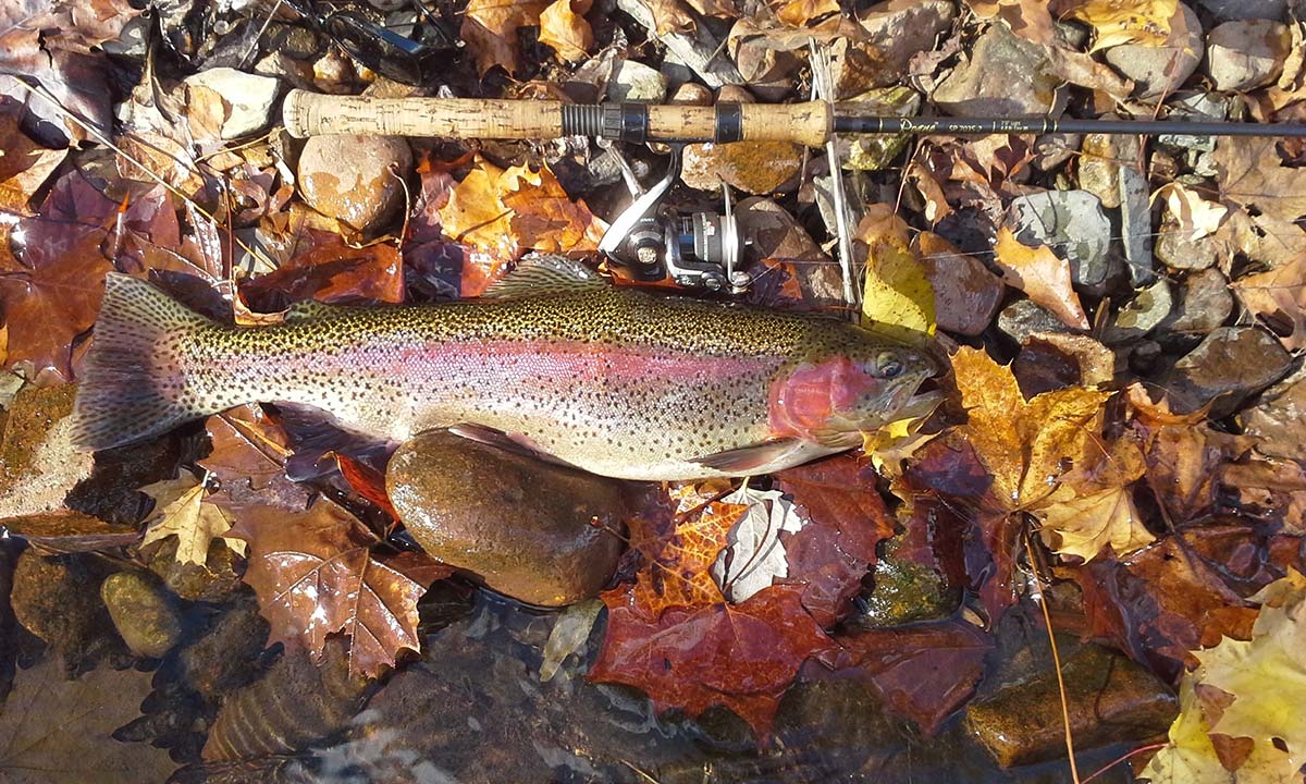 Freshwater: Autumn Trout Tactics - The Fisherman
