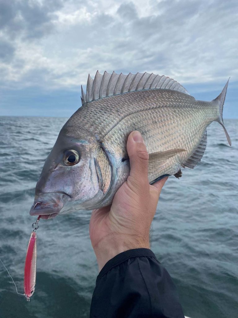 SOUTH-WRECK_PORGY