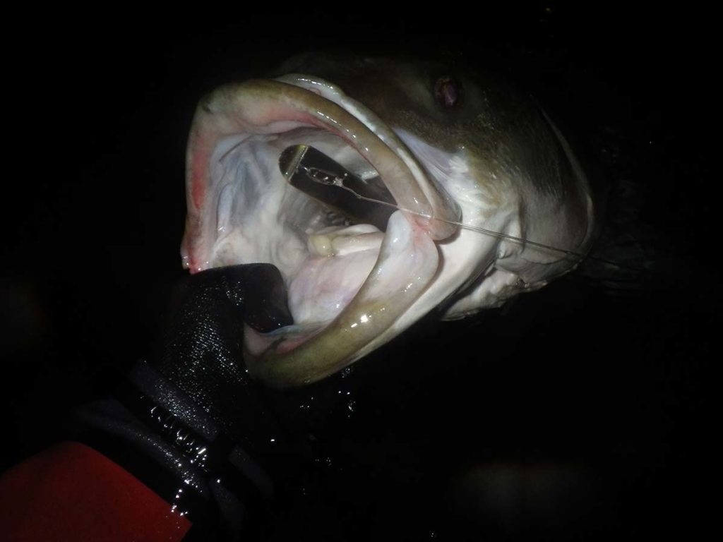 darter-deep-throat