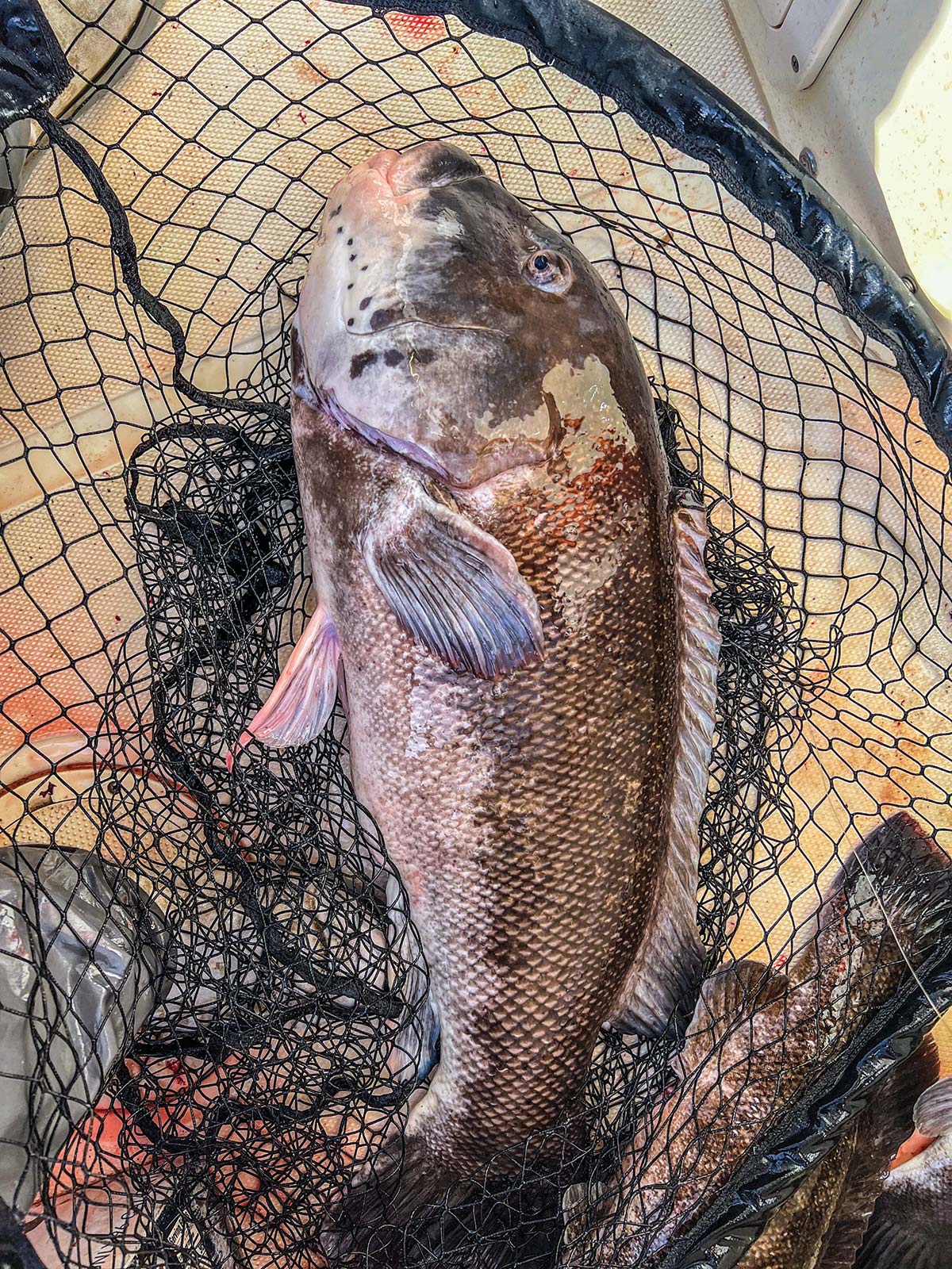 tautog